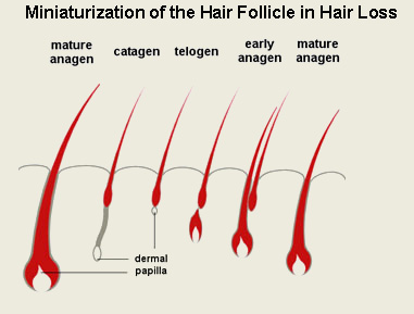 Hair1 چه عواملی باعث ریزش مو می شوند؟